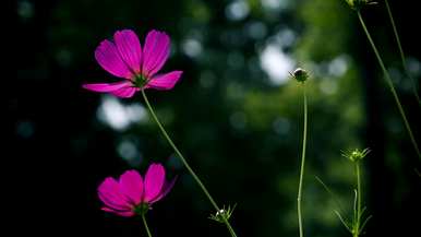 波斯菊格桑花种植方法、波斯菊花种植时间和方法