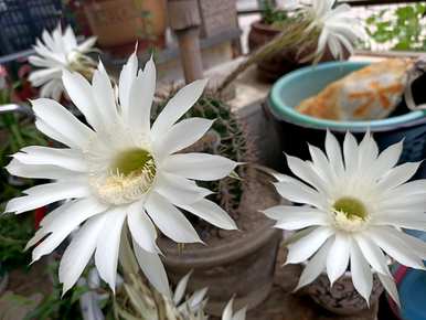 仙人掌花语图片大全，仙人掌花语是什么？