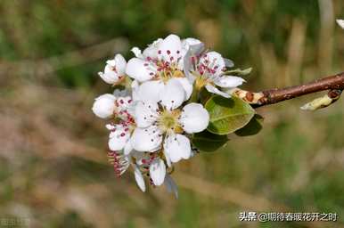 梨花花语是什么？你明白梨花的花语了吗？