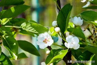 梨花花语是什么？你明白梨花的花语了吗？