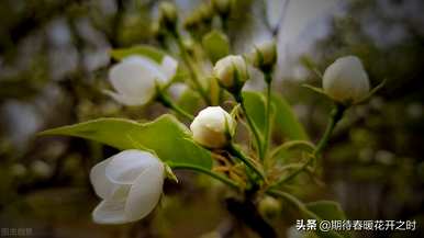 梨花花语是什么？你明白梨花的花语了吗？