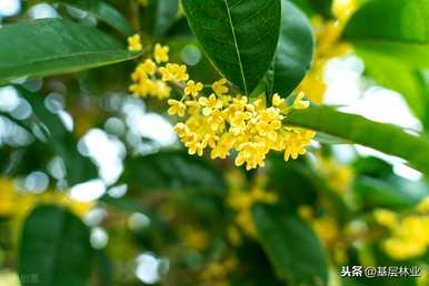 金桂花期是多久？金桂花期是200天