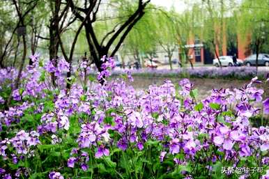 二月兰什么时候开花，二月兰开花图片大全