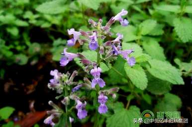 荆芥种子发芽是什么样子的，荆芥种子如何发芽？