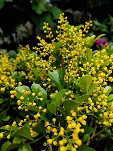 四季花有哪些品种，四季花有哪些品种？盆栽植物好看