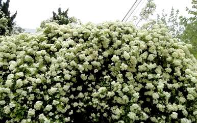 木香花移栽的最佳时间，为什么木香花不能种植？