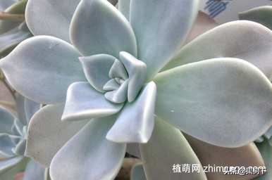 什么是宝石花语，什么是宝石花语？