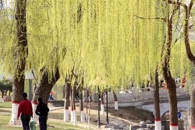 柳树什么时候开花合适，哪个节气开花？