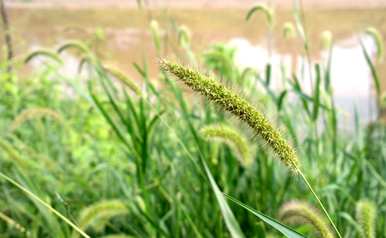 狗尾草的花语是什么，狗尾草的花语是什么梗？