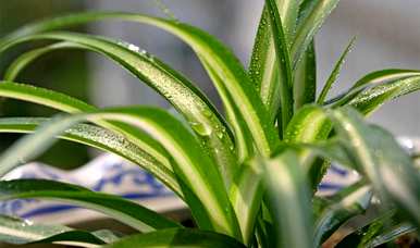 如何种植盆栽绿色植物，如何种植盆栽竹子绿色植物