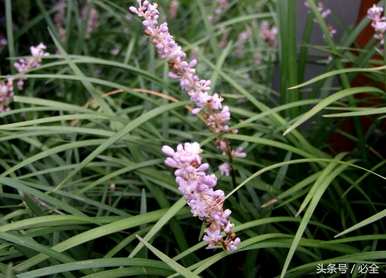 小麦冬庭院种植效果图、小麦冬种植技术与管理