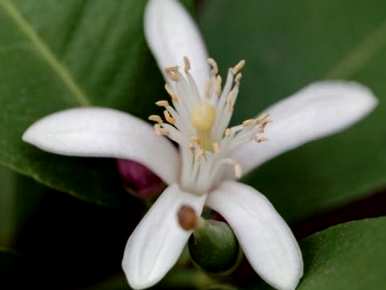 如何种植和维护九里香花？九里香的种植时间和方法