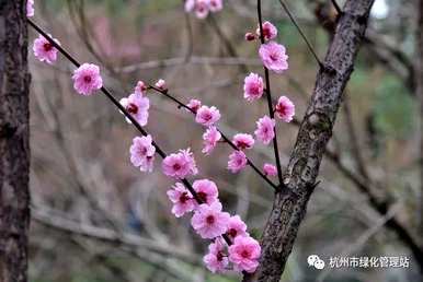 美人梅和红梅开花时间，美人梅几个月开花