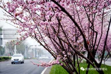 美人梅和红梅开花时间，美人梅几个月开花