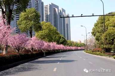 美人梅和红梅开花时间，美人梅几个月开花