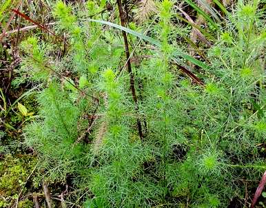 什么植物可以在室内驱蚊？室内驱蚊效果最好的植物