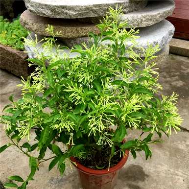 什么植物可以在室内驱蚊？室内驱蚊效果最好的植物