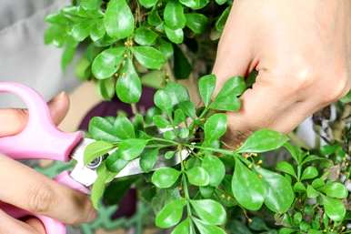 米兰花用什么土壤最好？米兰花调节土壤酸碱度