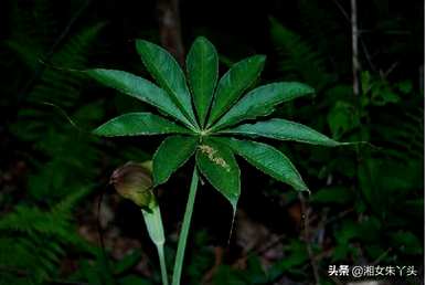 如何培育天南星科植物最好？天南星科植物组培