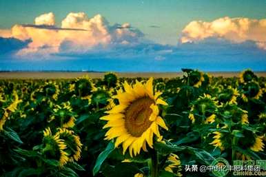 几月份向日葵开花结果，几月份向日葵开花