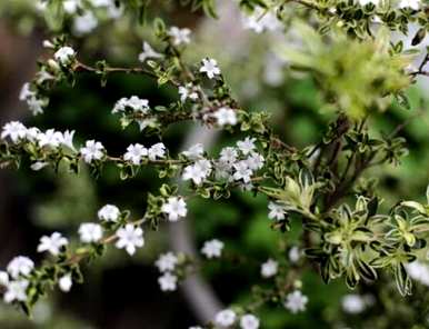 六月雪的寓意、花语和象征，六月雪的寓意和象征