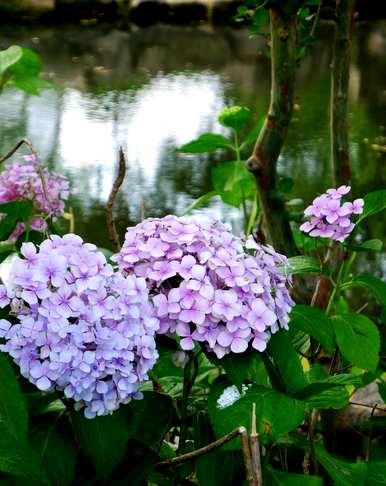 八仙花有哪些种类？八仙花植物有哪些种类？