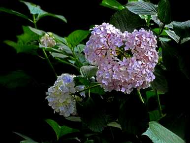 八仙花有哪些种类？八仙花植物有哪些种类？