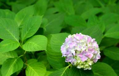 八仙花有哪些种类？八仙花植物有哪些种类？