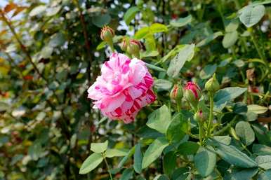 什么花四季开花容易养，什么花四季开花容易养？