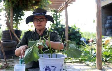 盆栽夏黑葡萄的种植方法，如何种植盆栽葡萄