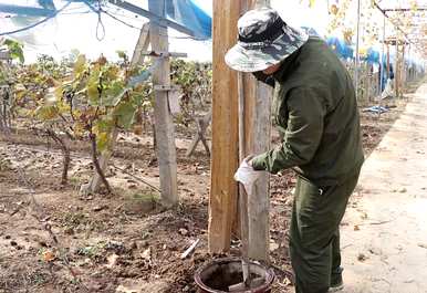 盆栽夏黑葡萄的种植方法，如何种植盆栽葡萄