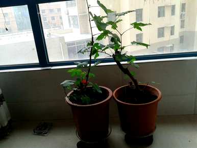 盆栽夏黑葡萄的种植方法，如何种植盆栽葡萄