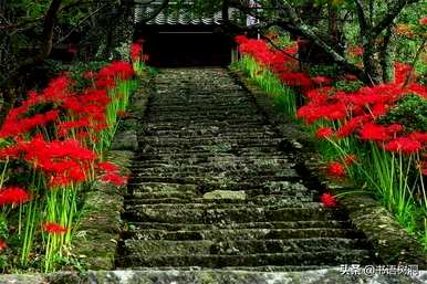 对岸花的花语是什么意思，对岸花的花语和由来介绍