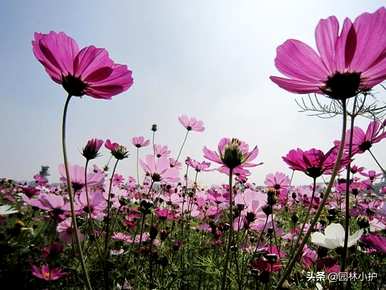 介绍菊花品种及花语