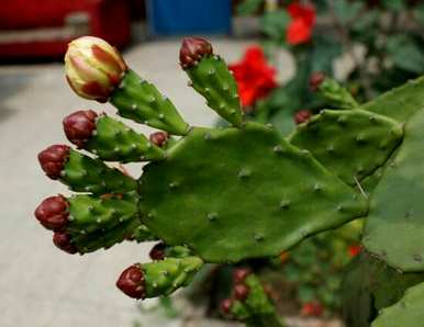 仙人掌花语是什么，仙人掌花语开花是什么意思？