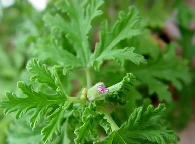 驱蚊草种子庭院种植方法，驱蚊草种子什么时候种植最好？