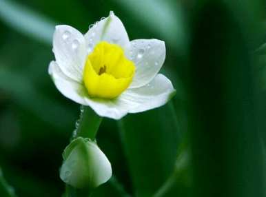 水仙花什么时候开花？水仙地种植后为什么不开花？