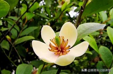 含笑花夏天能施羊粪吗？含笑花夏天怎么养？