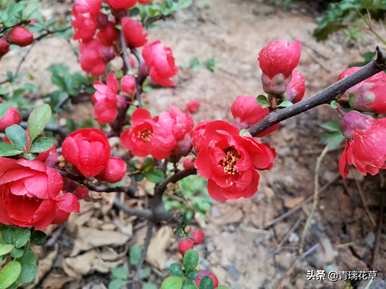 盆栽海棠花哪个品种好？海棠花有几种视频