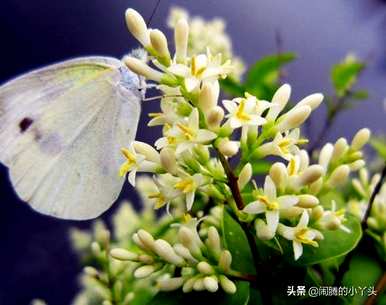 黄果兰的花语是什么意思，米仔兰的花语是什么？