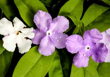 室内养茉莉花的正确方法，双色茉莉花适合室内养吗？