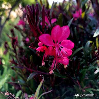 紫叶千鸟花图，紫叶千鸟花语