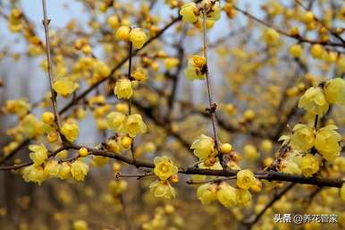 什么花在12月开放？