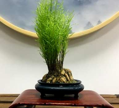 天门冬剪枝可以种植吗？天门冬怎么种？