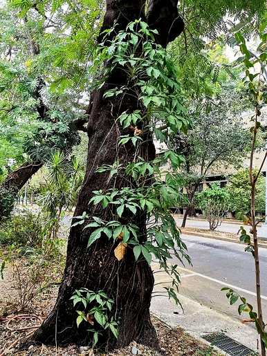 如何养护合果芋，如何养护白蝴蝶合果芋