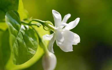 茉莉花适合室内养吗？茉莉花适合室内养吗？