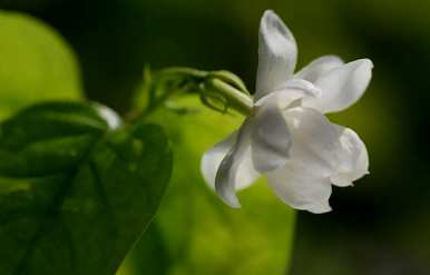 茉莉花适合室内养吗？茉莉花适合室内养吗？