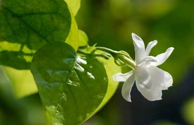 茉莉花适合室内养吗？茉莉花适合室内养吗？