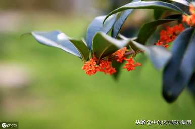 如何饲养金桂花树，如何饲养金桂花树