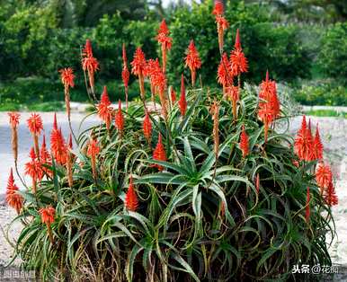 芦荟在家里开花意味着什么？芦荟开花的风水预兆是什么？